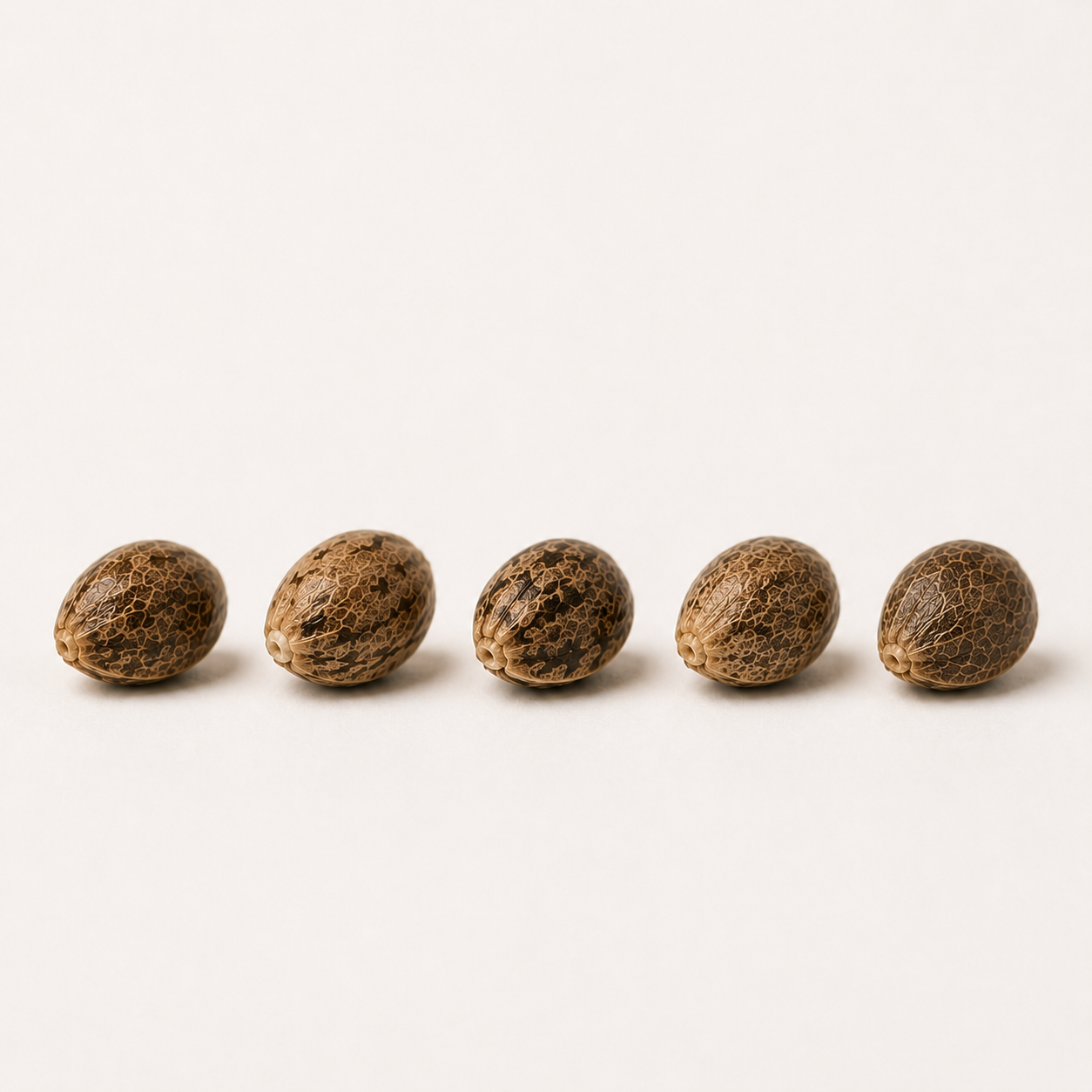 Orange Bud (feminisiert)