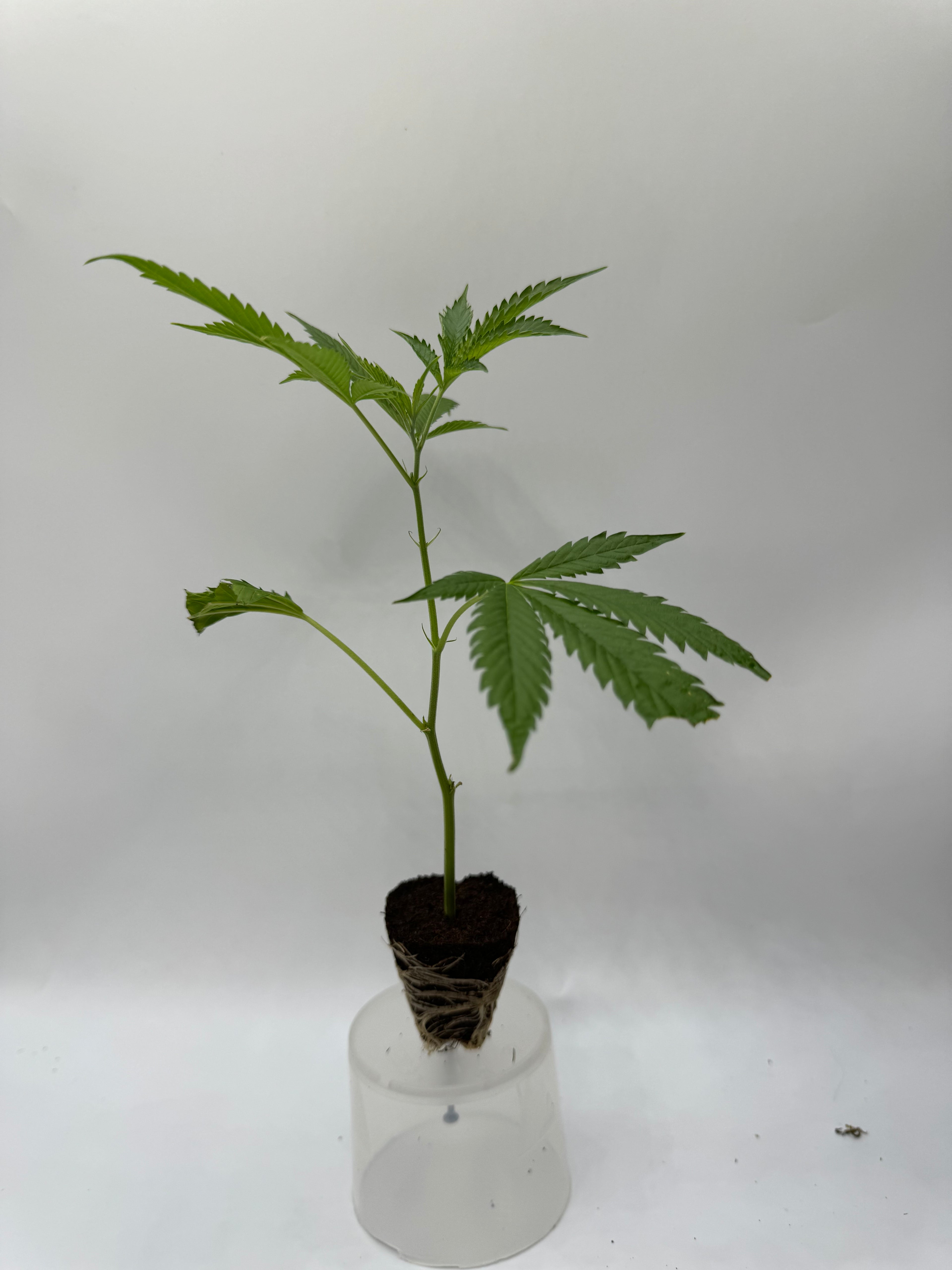 Auto Blackberry Kush