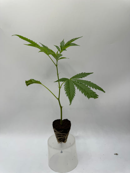 Auto Blackberry Kush