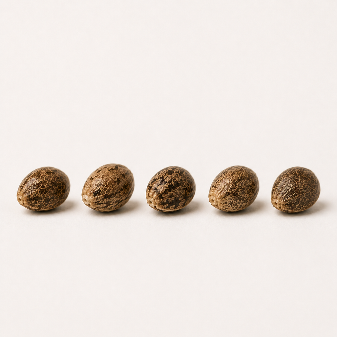 Orange Bud (feminisiert)
