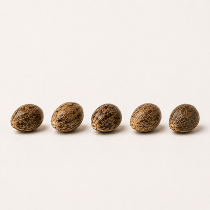 Orange Bud (feminisiert)