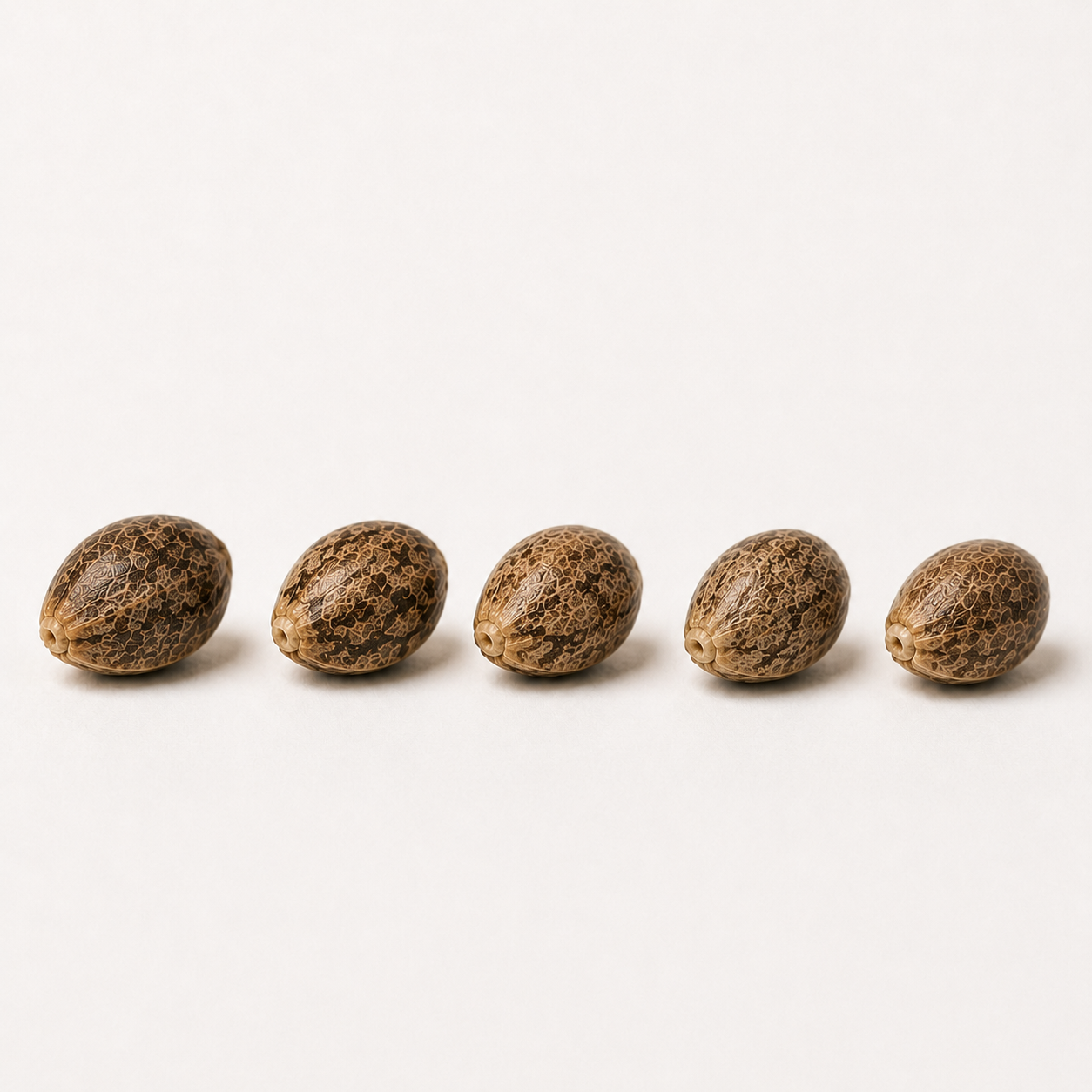 Apricot Oreoz (feminisiert)