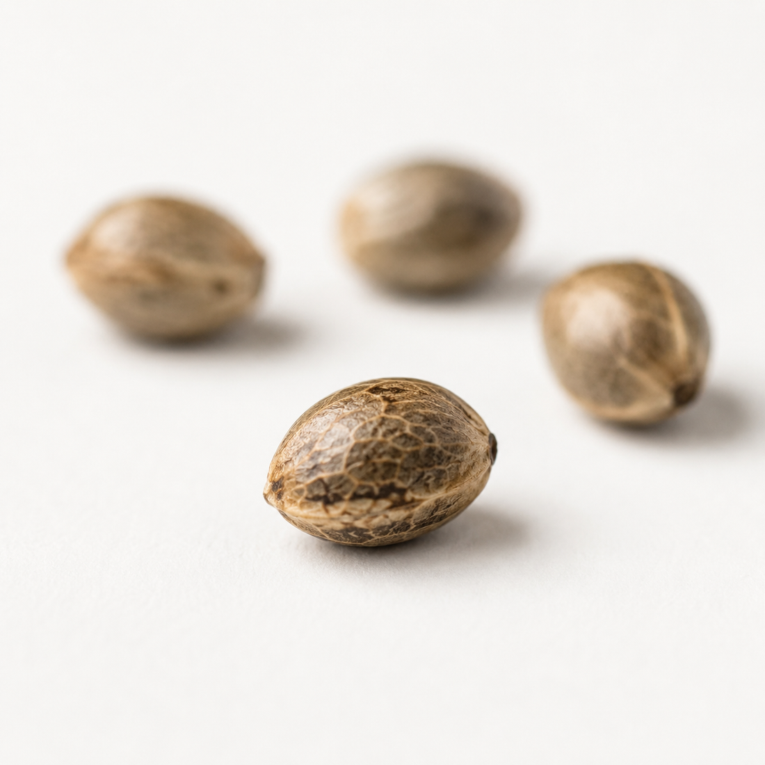 Auto Blueberry (feminisiert)