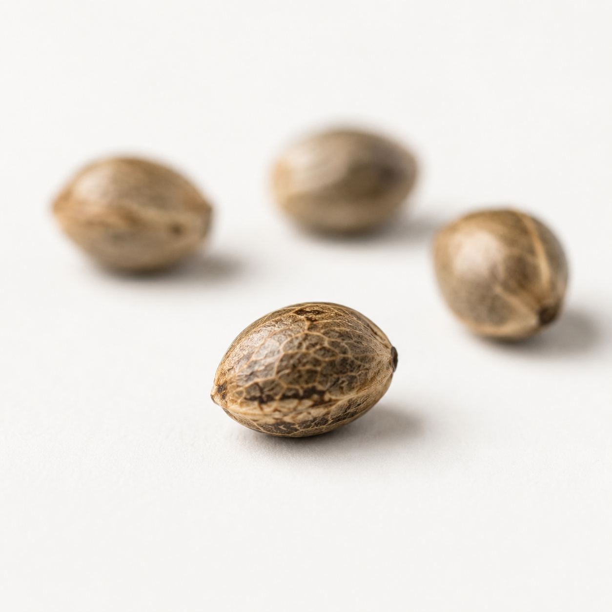 Auto Blueberry (feminisiert)